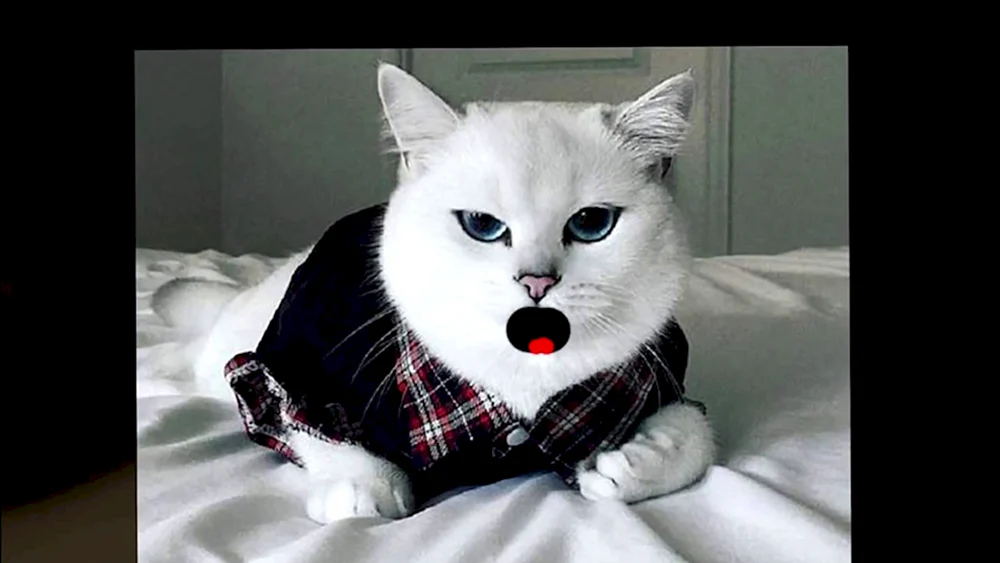 Katze Cobie