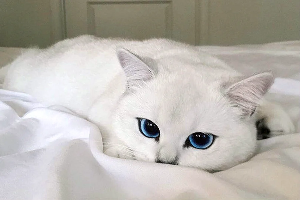 Katze mit Herzen