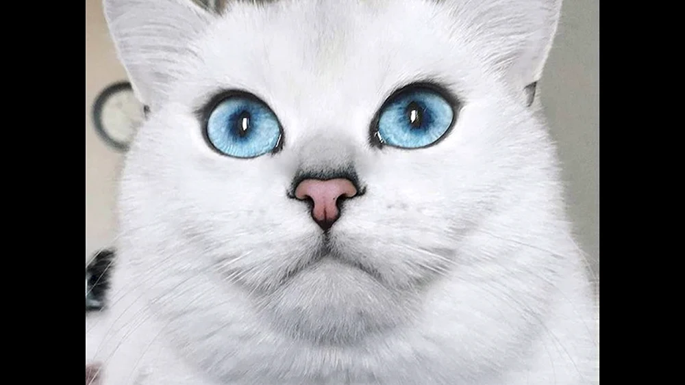 Katze Cobie