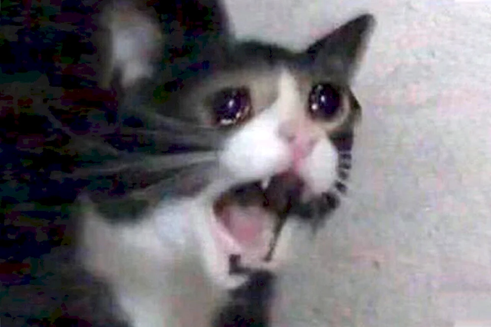 Katze weint