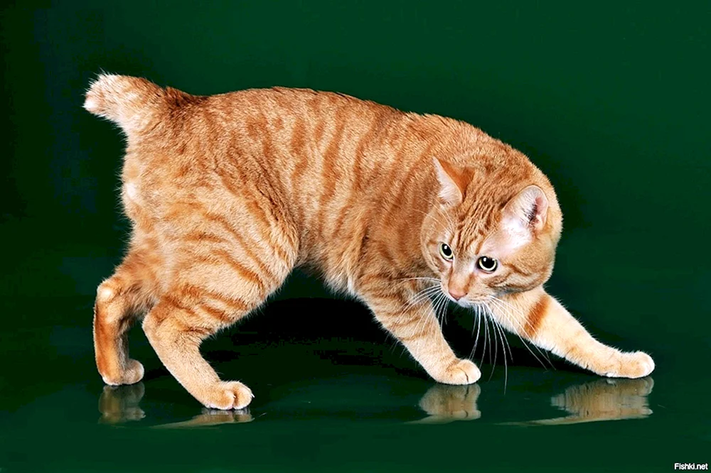 Katze Kuril Bobtail