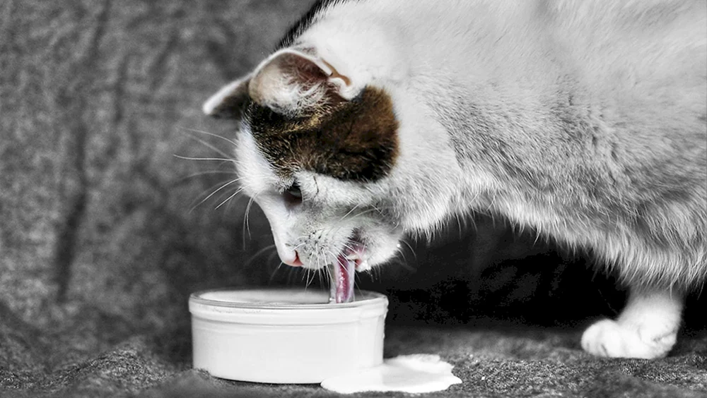 Katze trinkt Milch