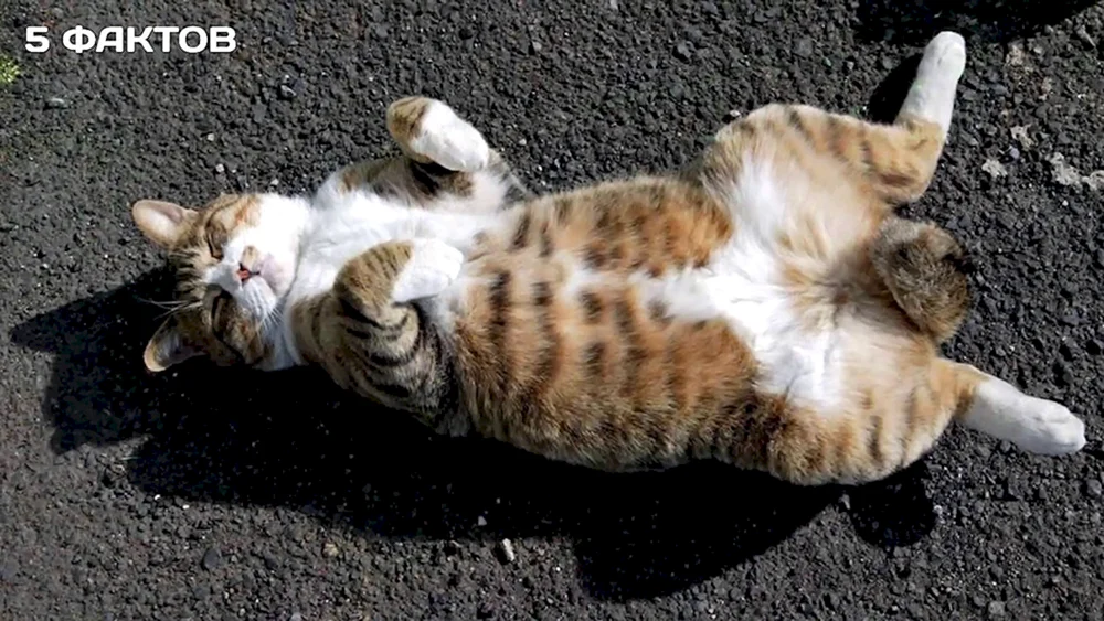 Katze auf dem Rücken liegend