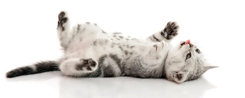 Katze auf dem Rücken liegend