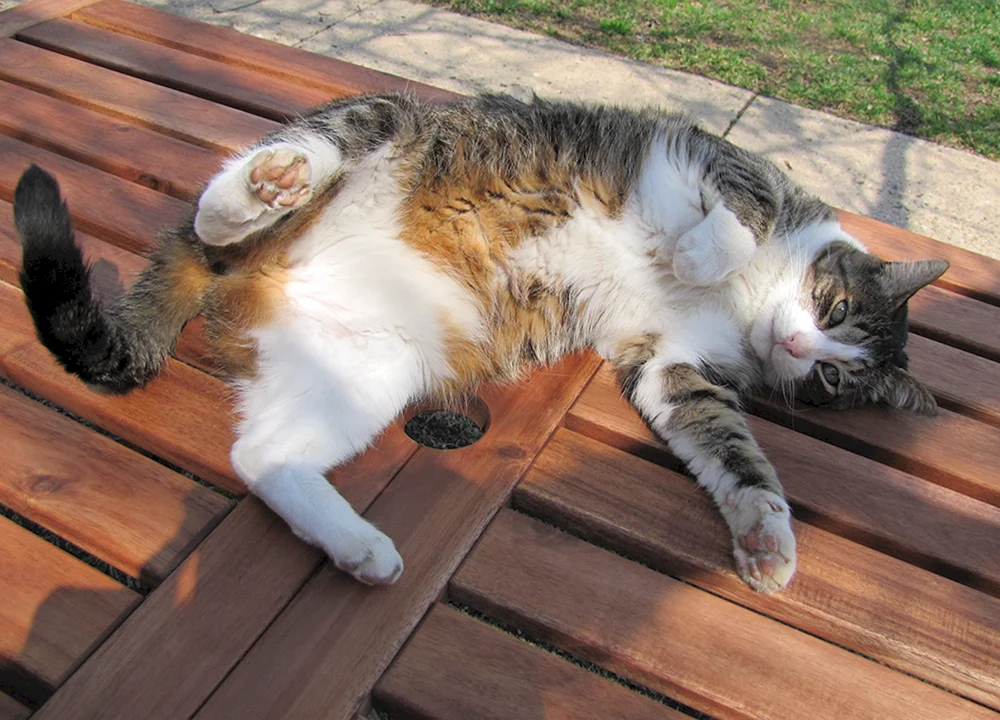 Katze legt sich hin