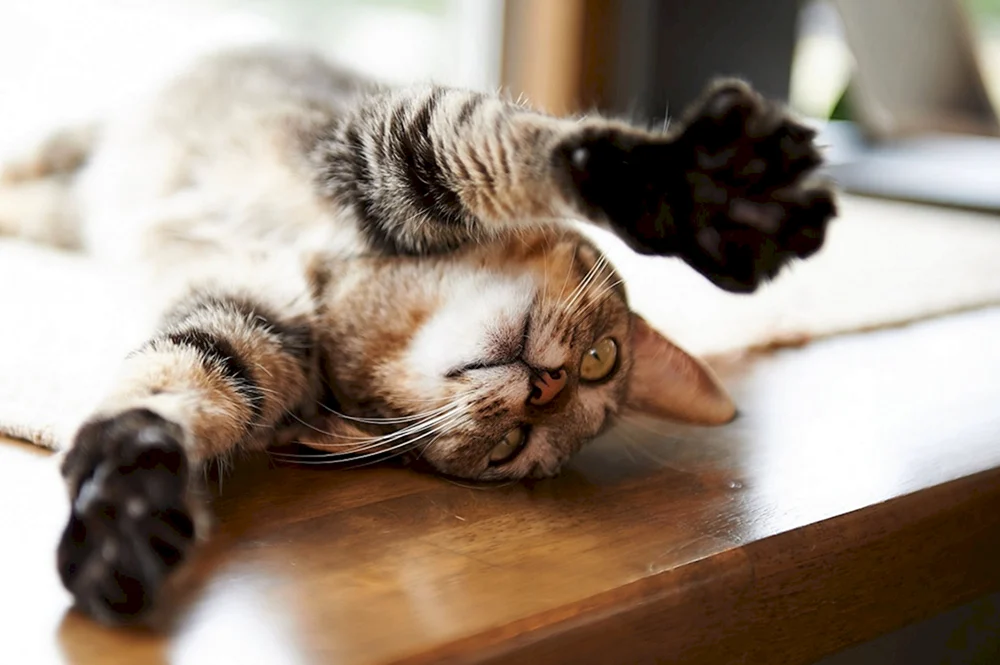 Katze legt sich auf den Rücken
