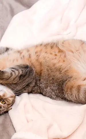 Katze auf dem Rücken liegend