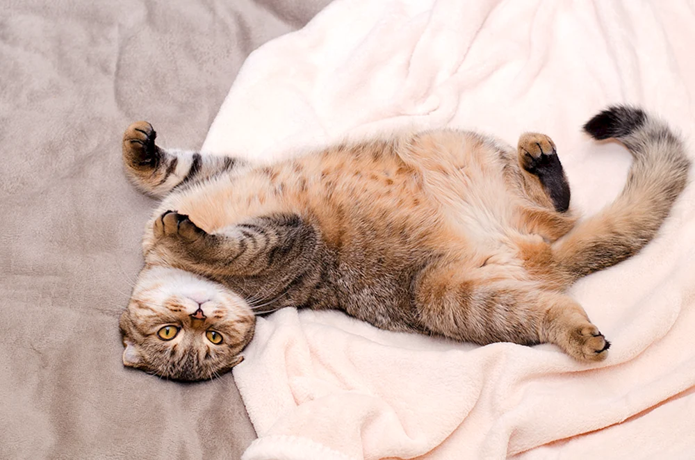 Katze auf dem Rücken liegend