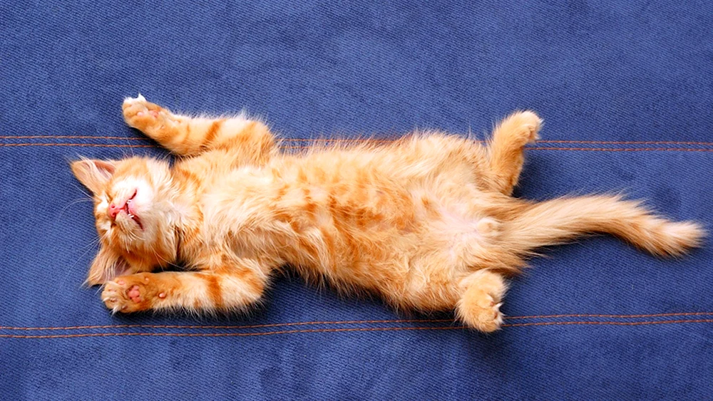 Katze auf dem Rücken liegend