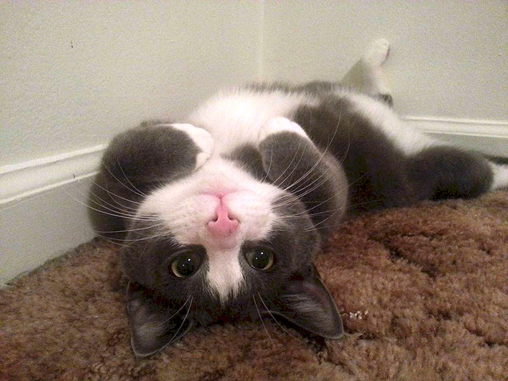 Katze legt sich auf den Rücken.