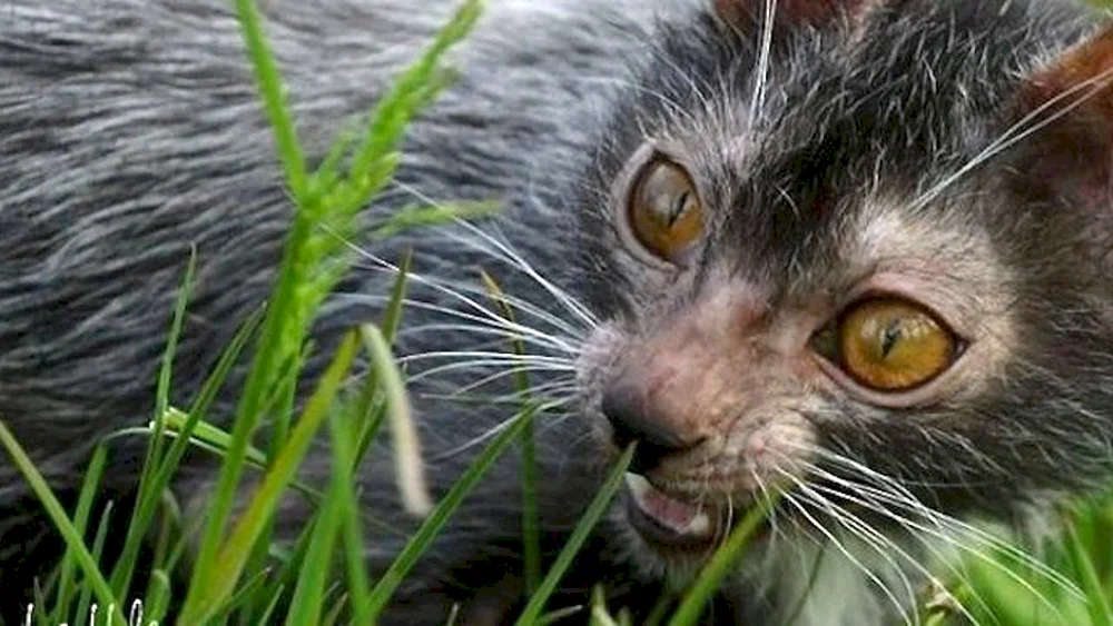 Likoi Katze Rasse