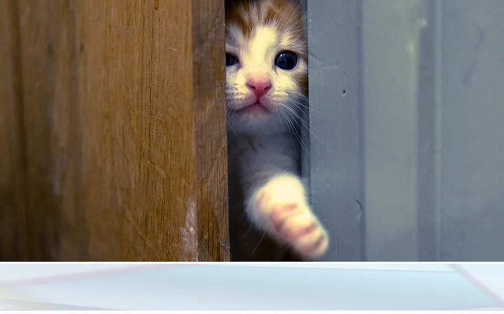 Katze klopft an die Tür