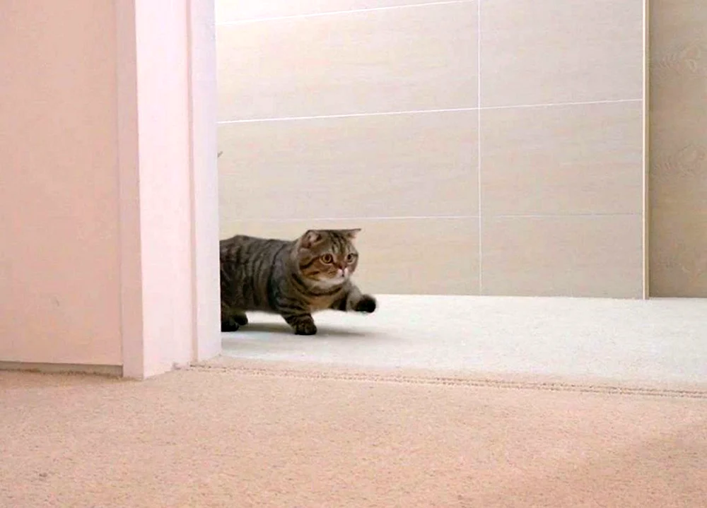 Katze Lulu Munchkin