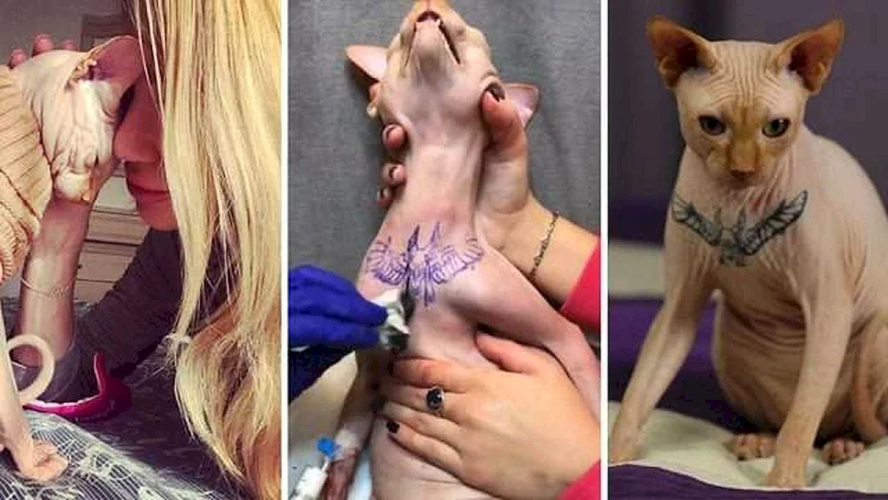 Eine kahle Sphynxkatze tätowiert