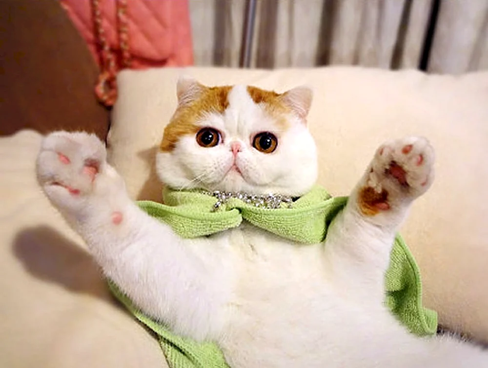 Maple Cat