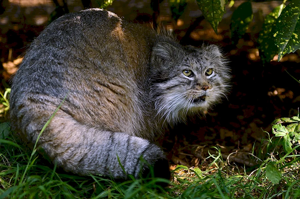 Katze Manul