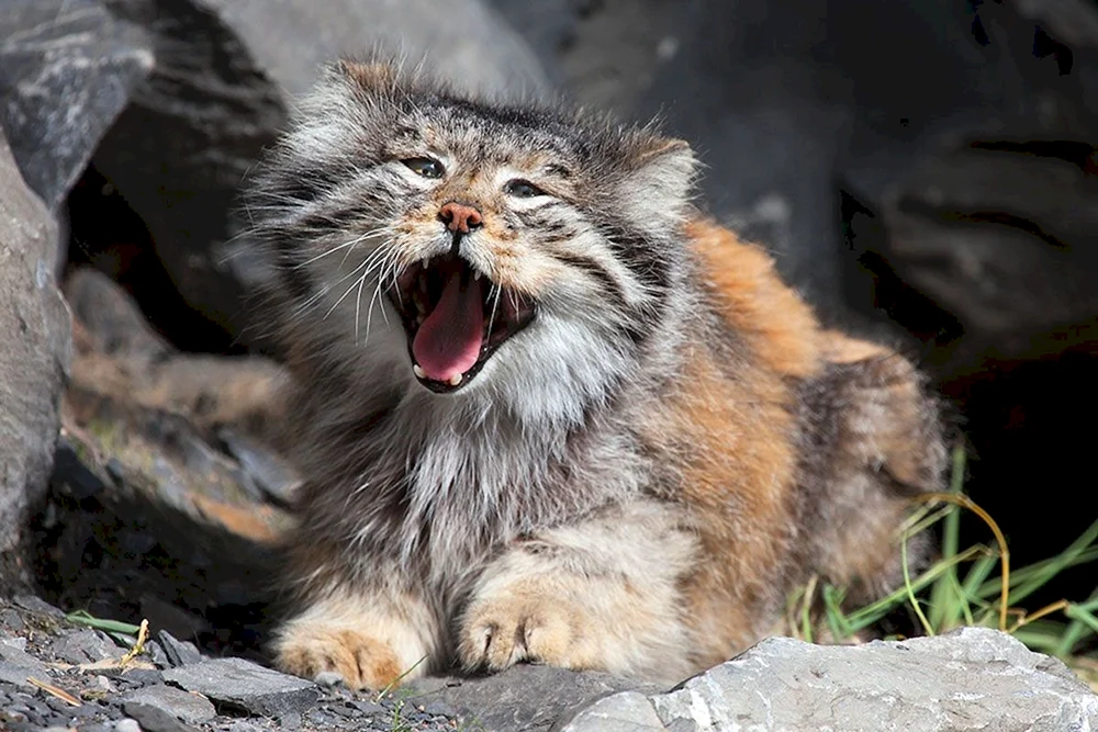Manul