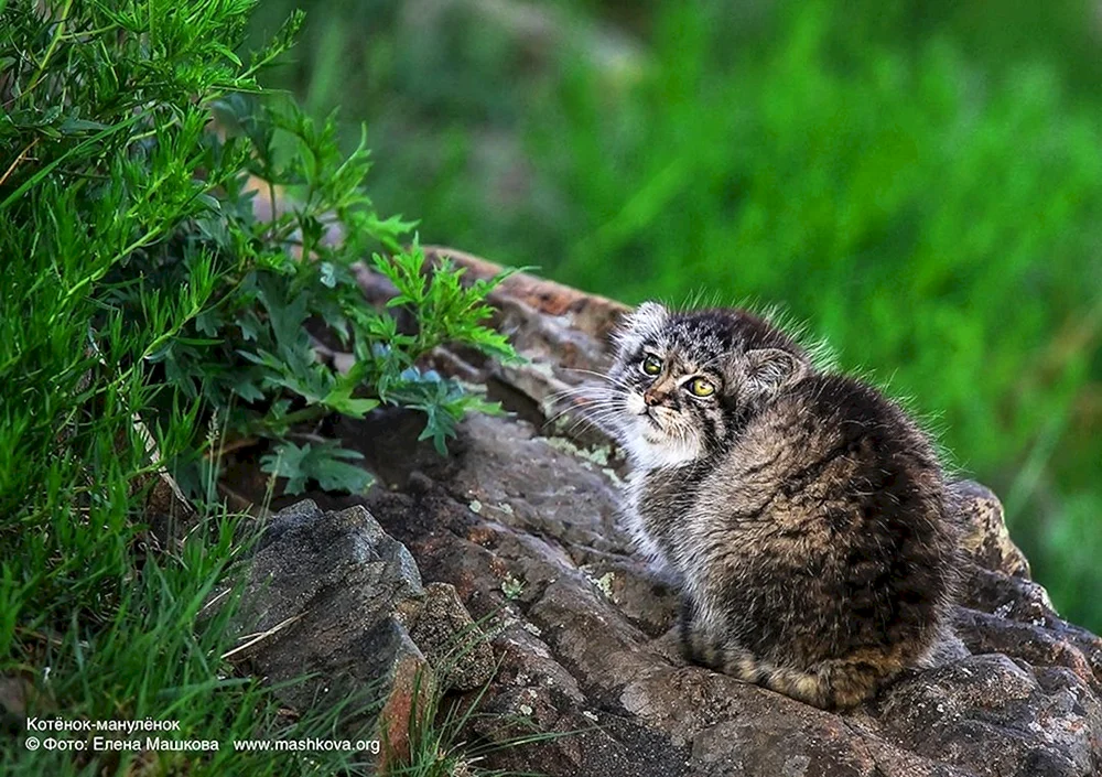 Manul Katze Manul