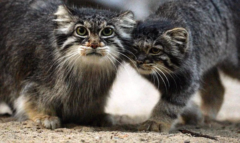 Manul Katze Manul