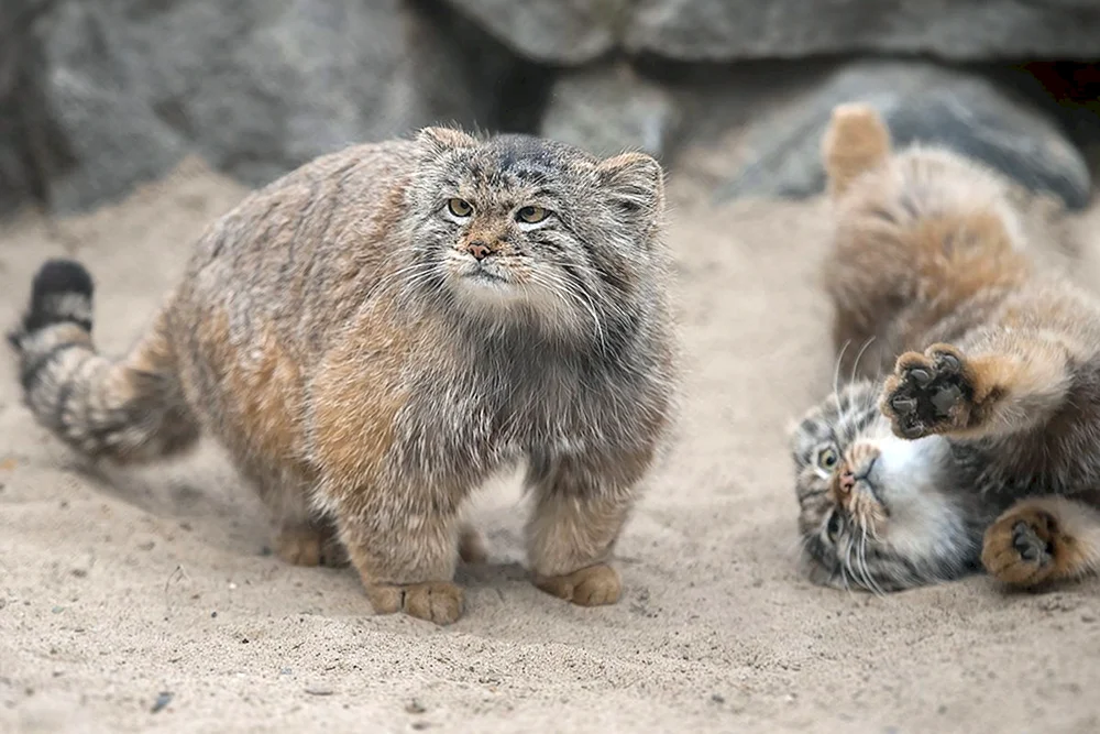 Katze Manul