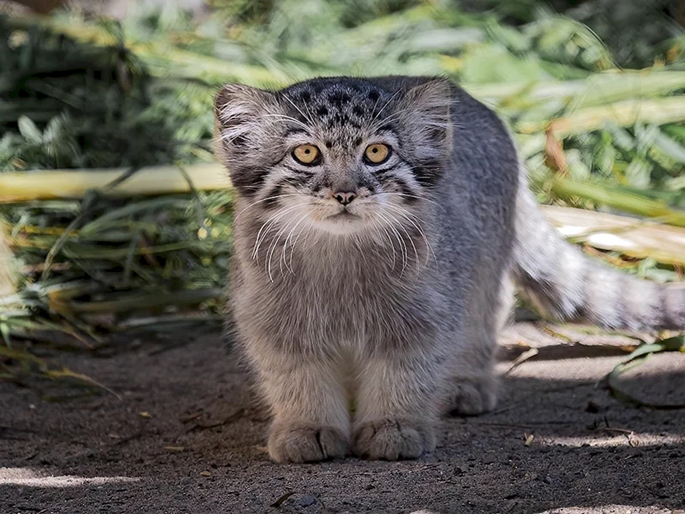 Katze Manul