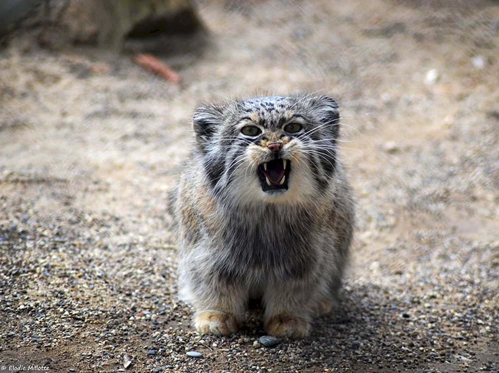 Katze Manul