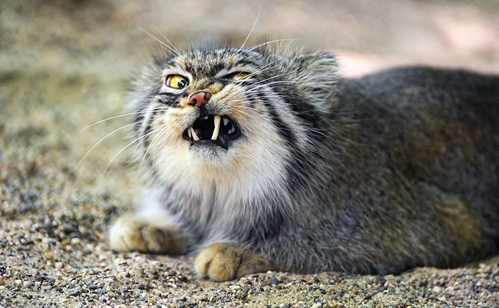 Katze Manul