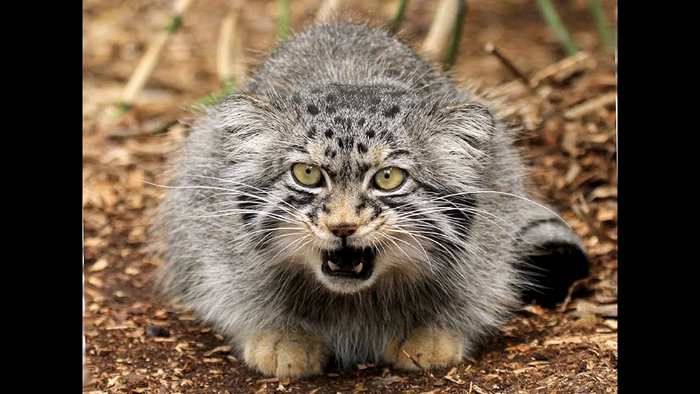 Katze Manul