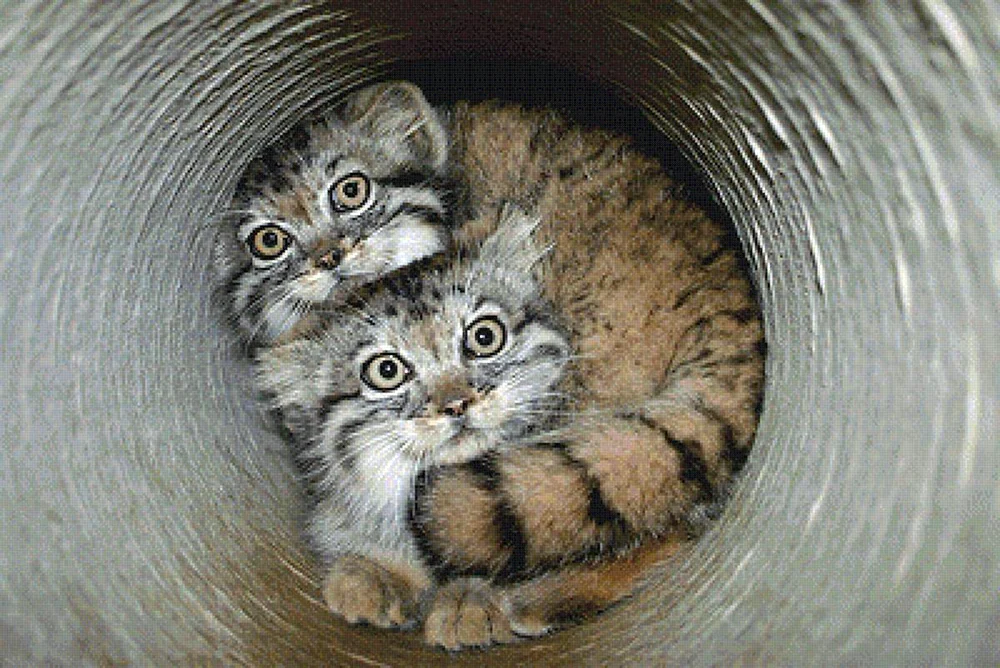 Katze Manul