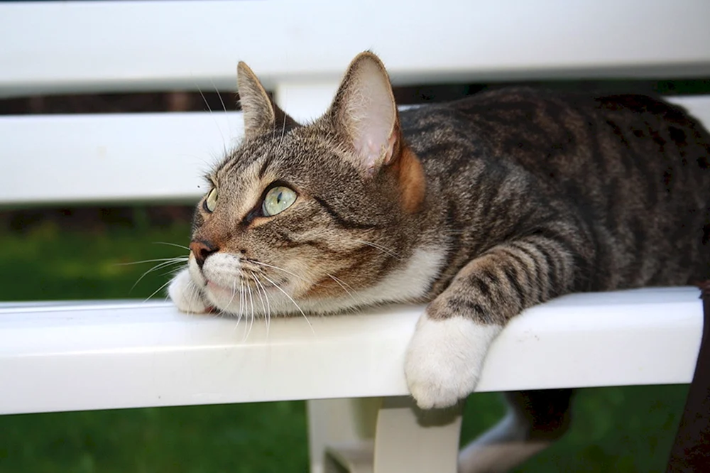 Katze denkend