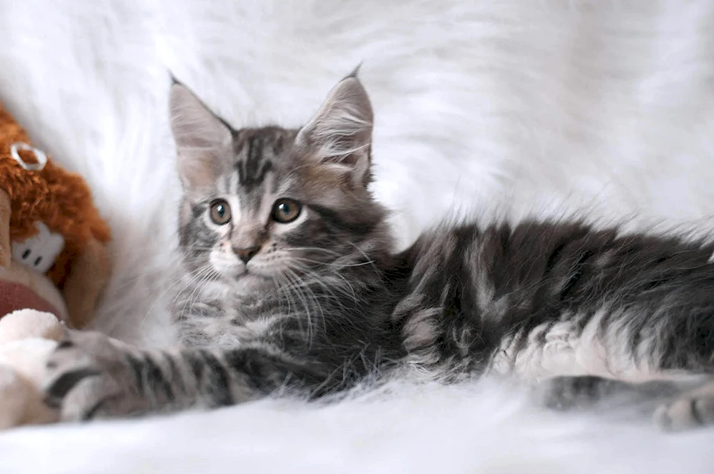 Maine Coon Cat