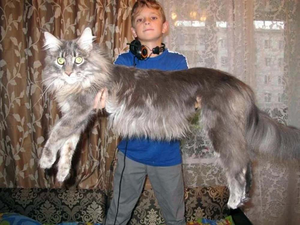 Maine Coon