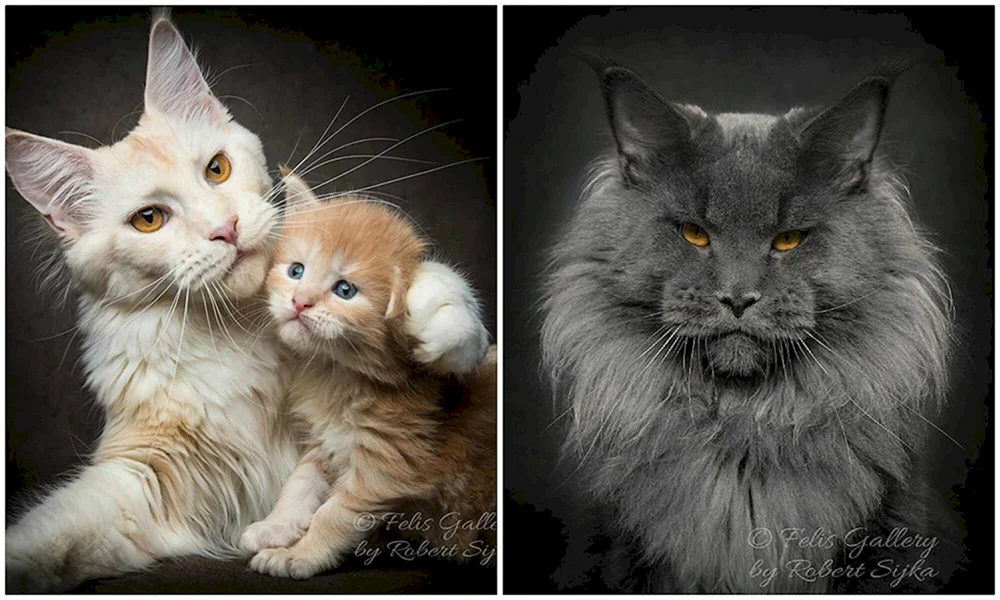 Maine Coon Mestizo Scottish Fold