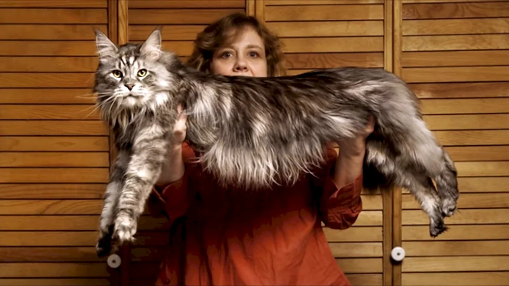 Maine Coon Rasse