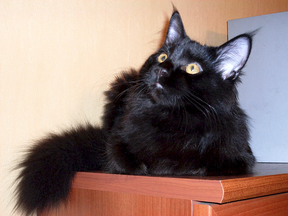 Maine Coon schwarz