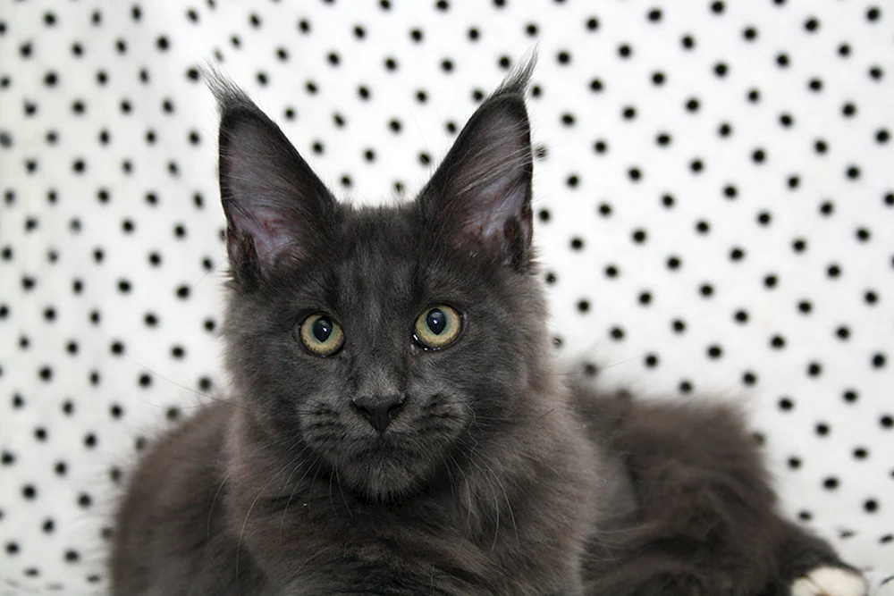 Maine Coon Cat