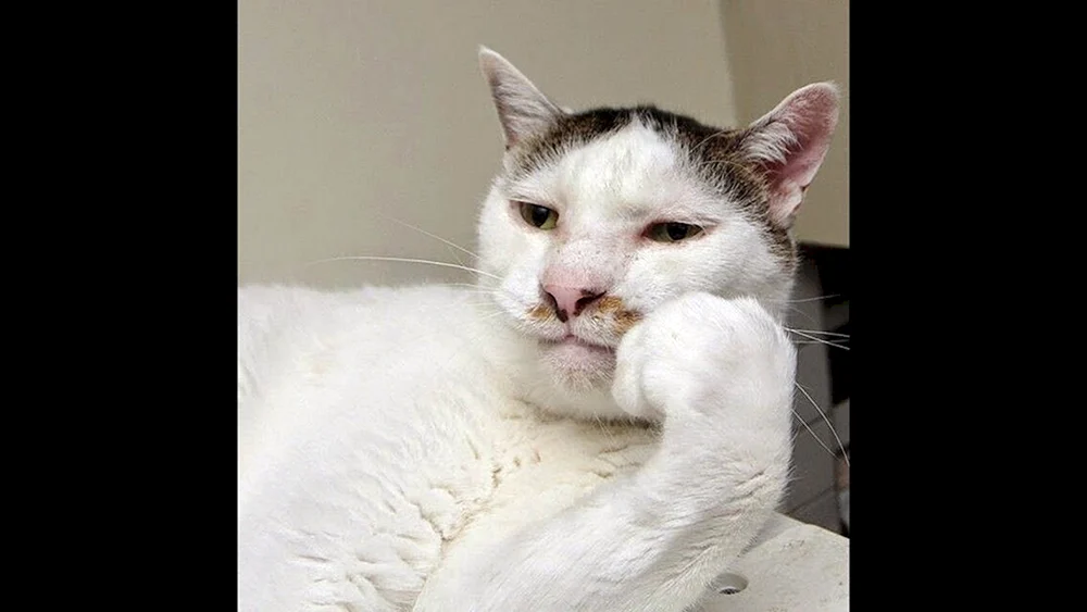 Katze denkend