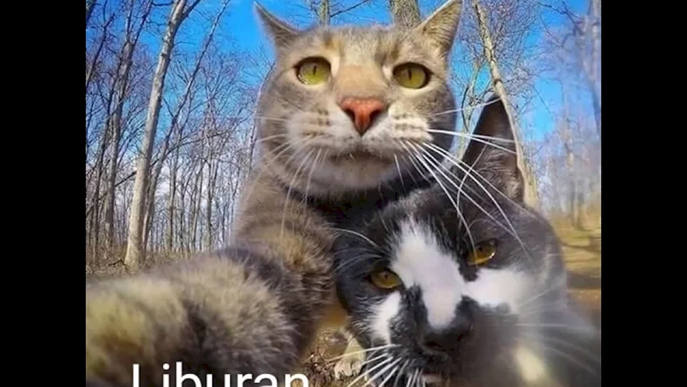 Katze Manny