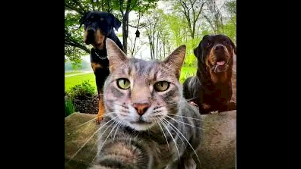 Katze Manny