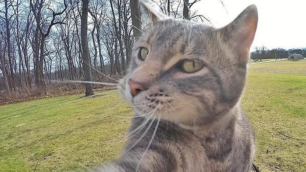 Katze Manny