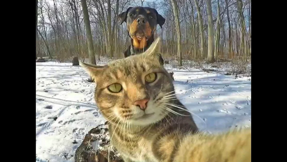 Katzen-Selfies Manny