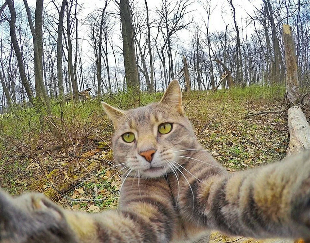 Katzen-Selfies Manny