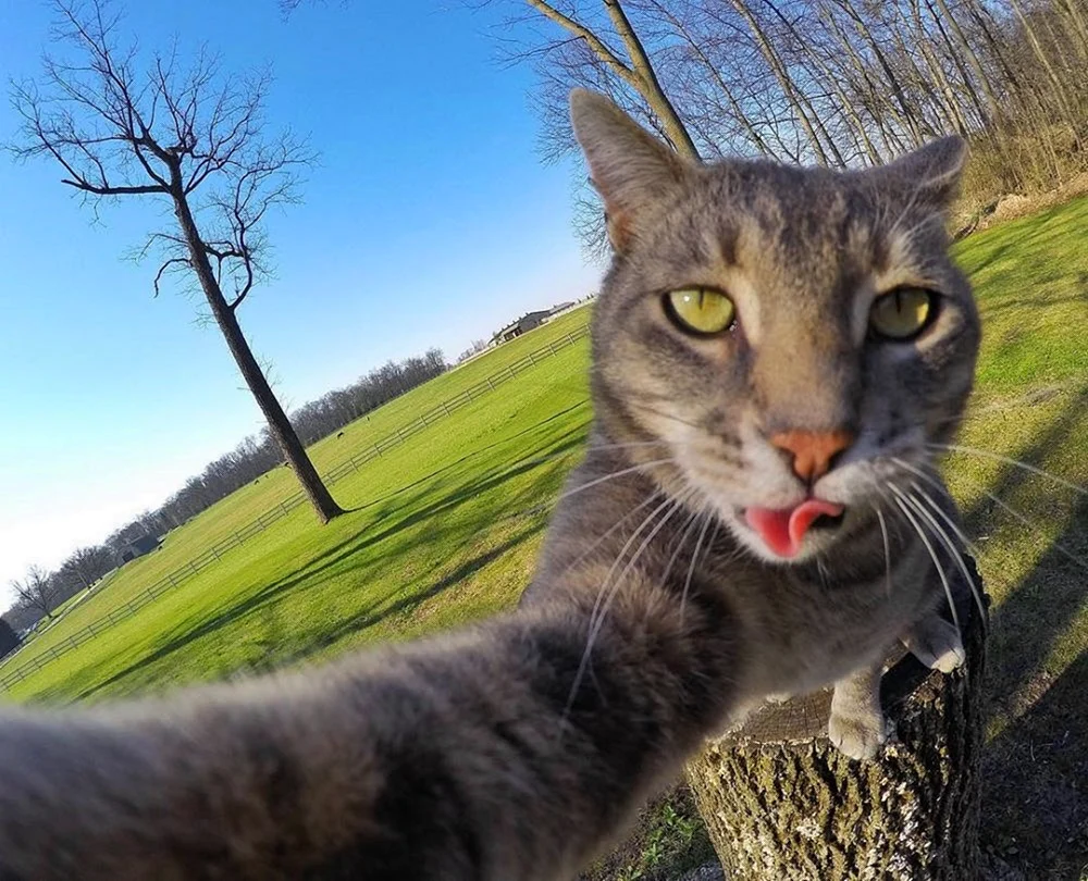 Katzen-Selfies Manny