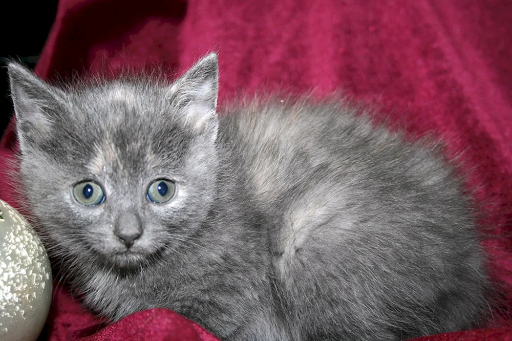 Sibirische Nibelungenkatze