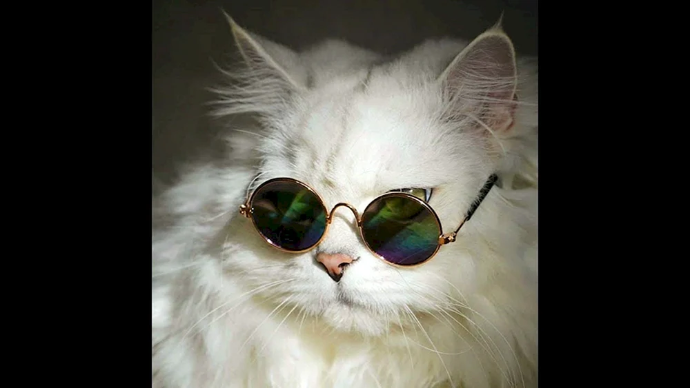 Coby Katze