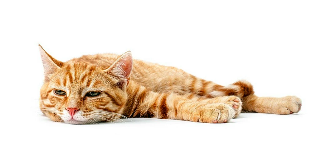 Katze auf weißem Hintergrund