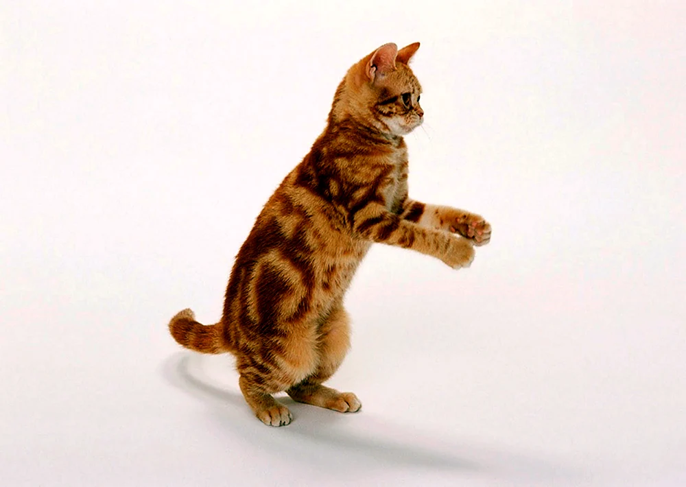 Katze auf Hinterbeinen