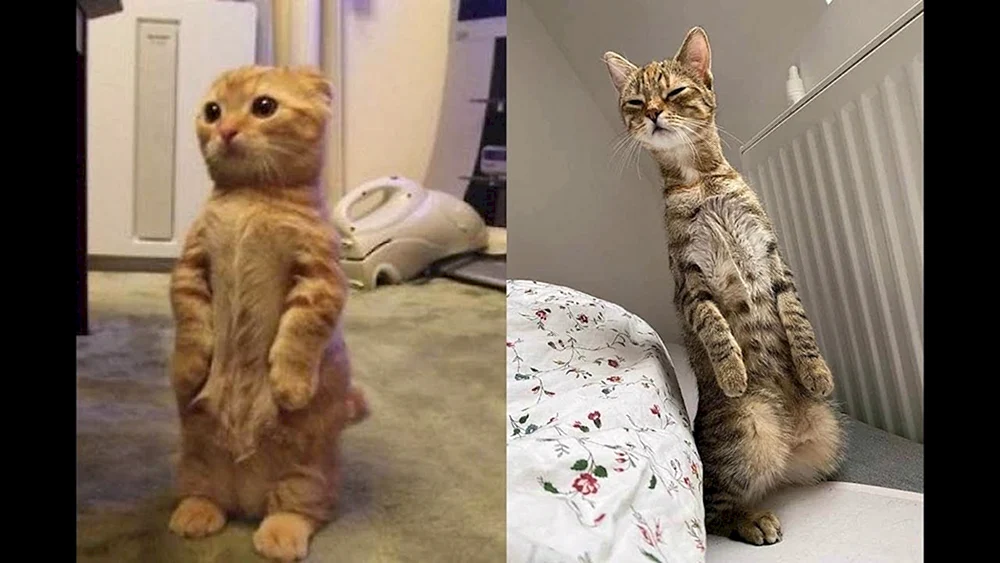 Katze gehend
