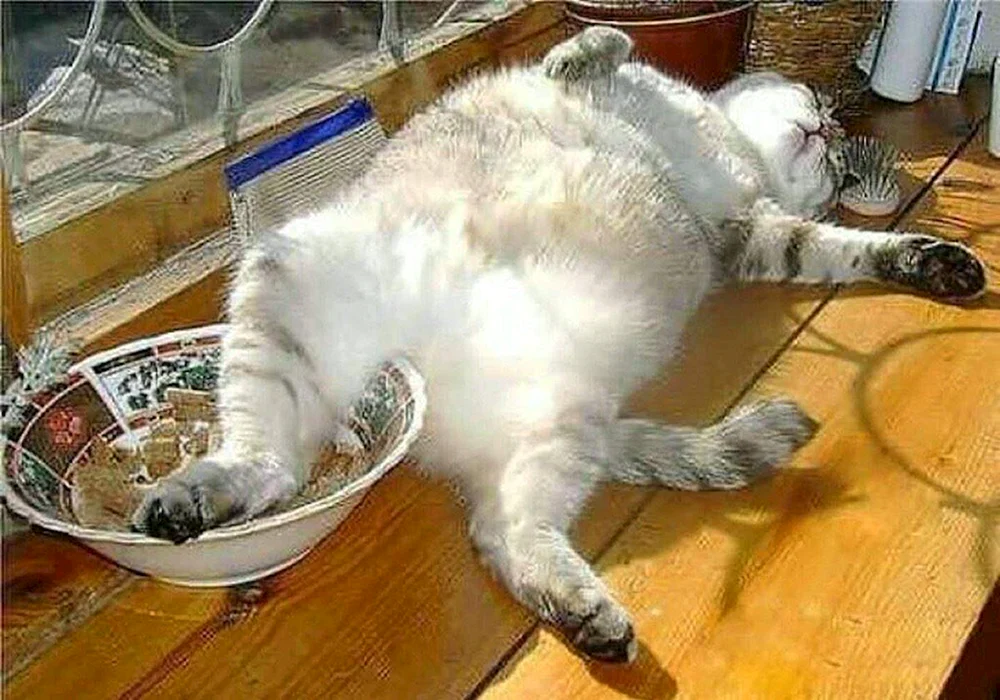 Elena Katsewal Künstlerkatze