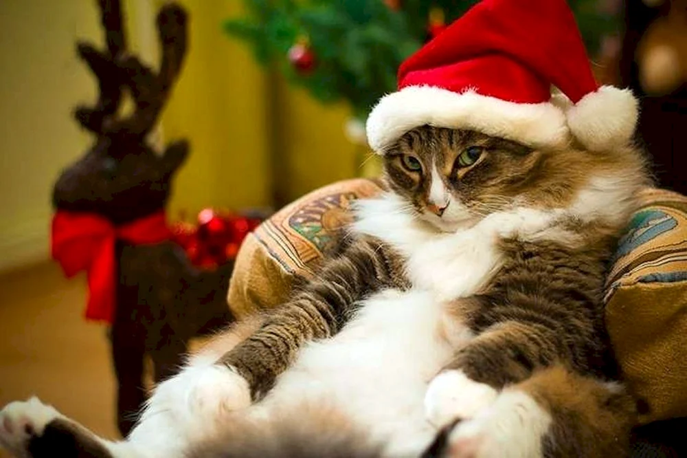 Silvesterkatze
